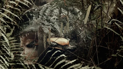 A Turtle in the jaw of the crocodile Video stock 70554026