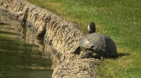 Turtle Jumps into Pond Stockbeeldmateriaal 10750575