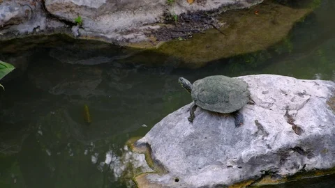 Turtle Jumps in water, Texas River Cooter 스톡 동영상 108961566