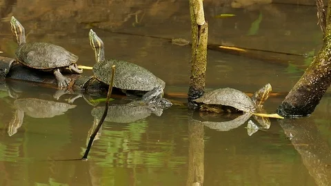 Turtle in jungle pond pushes another and steals spot on branch Stock Footage 123559277