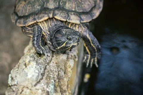 Turtle on the lake close up Stock Photos