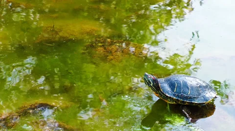 Turtle on the Lake Stock Footage 35473878