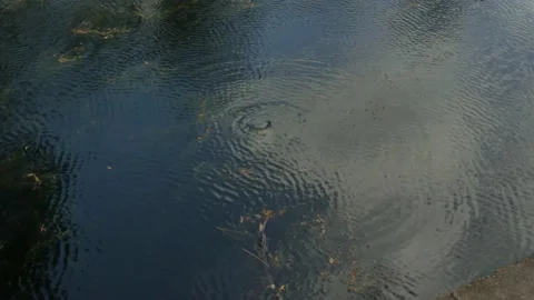 Turtle In Lake Stock Footage 236714487