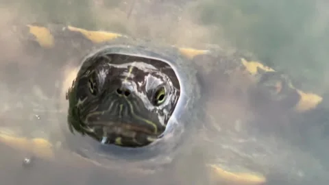 Turtle in the lake hd Stock Footage 162633845