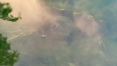 Turtle in the lake HD Stock Footage 163227095