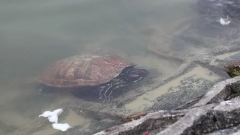 A turtle on lake park. Stock Footage 171520696