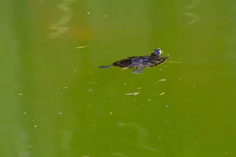 Turtle in the lake Stock Photos