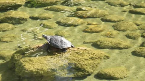 Turtle on the lake resting Vídeos de archivo 8987280