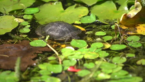 Turtle in the lake in the sun. Slow motion Vídeo Stock 163438906
