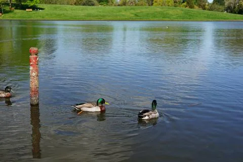 Turtle Lake within Hamilton Gardens, New Zealand Stock Photos