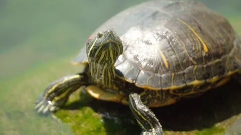 Turtle in lakeside Stock Footage 75799595