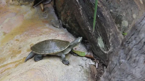 Turtle on land Stock Footage 146114888