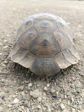 A turtle that is laying down on a sidewalk Stock Photos
