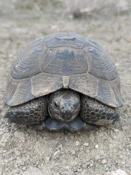A turtle that is laying down on a sidewalk Stock Photos