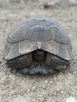 A turtle that is laying down on a sidewalk Foto stock