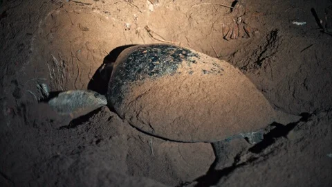 Turtle laying eggs Video stock 86748411