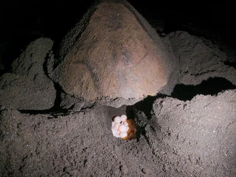 Turtle laying eggs. Turtle spawning grounds on the beach in the night Stock Photos
