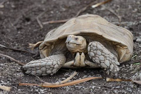 A turtle is laying on the ground Stock Photos