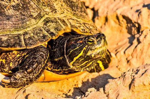 A turtle is laying on the ground in the sun Stock Photos