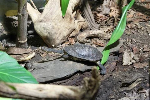 A turtle is laying on a log in a forest Stock Photos