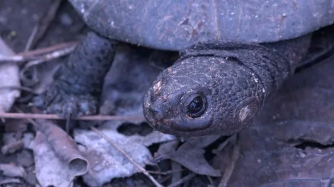 Turtle laying on lowland amazon rainforest floor portrait Stock Footage 99365114