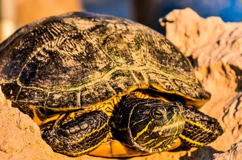 A turtle is laying on a rock Stock Photos