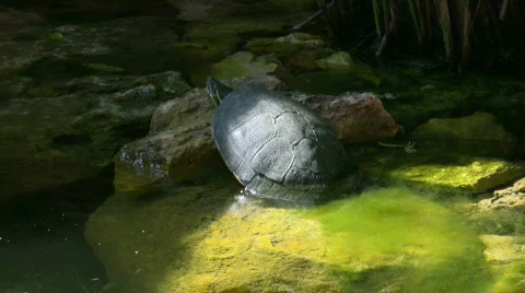 Turtle laying on a stone in the sun Stock Footage 451988