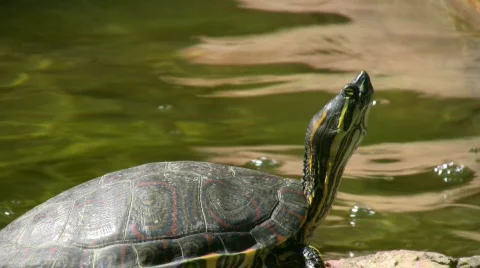 Turtle laying in the sun Stock Footage 451670