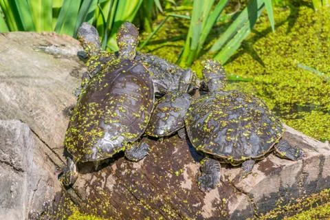 Turtle with leaves on pond Stock Photos