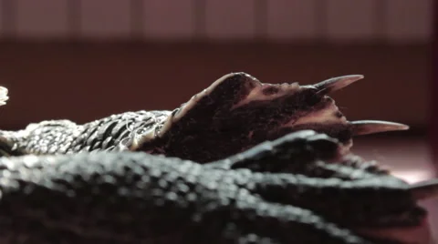 Turtle leg, claws and nails Stock Footage 42204478