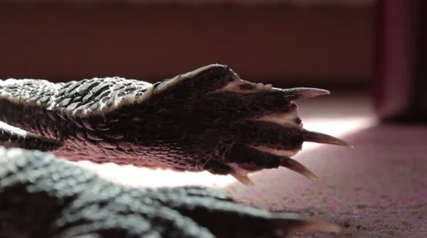 Turtle leg, laws and nails Stock Footage 42204201