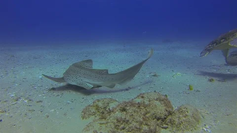 Turtle &amp; Leopard Shark. Gentle Green Sea Turtle. Beautiful Blue Sea Marine Life Stock Footage 119543023