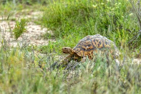 Turtle leopard tortoise (Stigmochelys pardalis), South Africa wildlife Foto stock