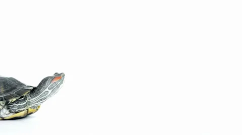 Turtle lies Stock Footage 48951090