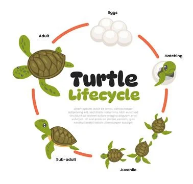 Turtle life cycle evolution. Cartoon caterpillar insects metamorphosis stag.. Stock Illustration