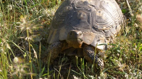 Turtle is lifting its head up and facing the camera Video stock 129540448