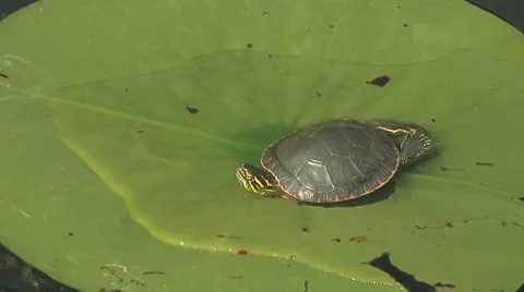 Turtle on Lily Pad CU Stockbeeldmateriaal 48334407