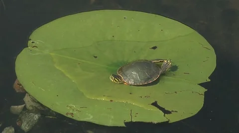 Turtle on Lily Pad Vidéo 48334404