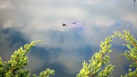 Turtle with a little turtle Video stock 108630978