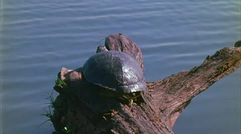 Turtle on log 1 Stock Footage 20632808
