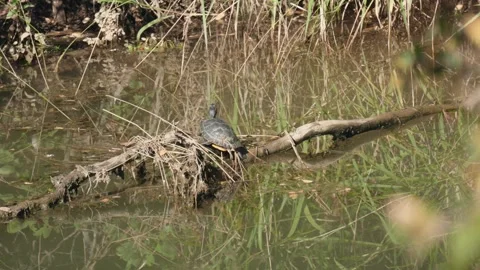 Turtle on a log in American river Video stock 288913152