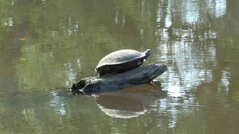 Turtle on a log close up 動画素材 204818861