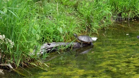 A turtle on a log at the edge of a pond in the forest. Stock Footage 245482781