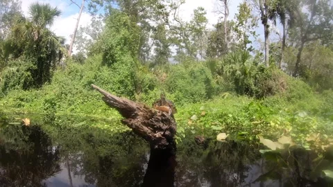Turtle On Log Video stock 251573895