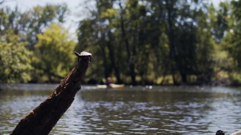A turtle on a log as kayakers go by Stock Footage 138601299