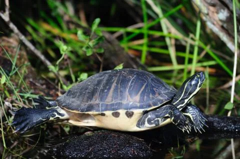 Turtle on a log Stock Photos