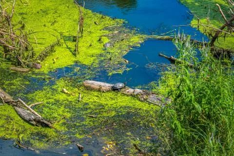 Turtle on log Stock Photos