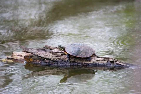 Turtle on a Log Stock Photos