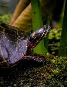 Turtle on a log Stock Photos