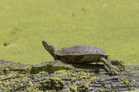 Turtle on a log. Stock Photos